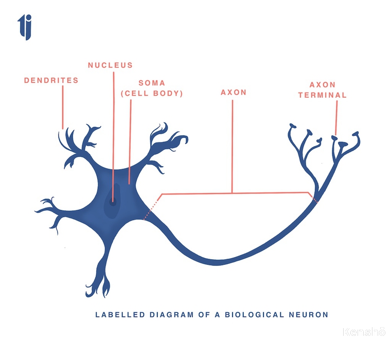The artificial Neurons